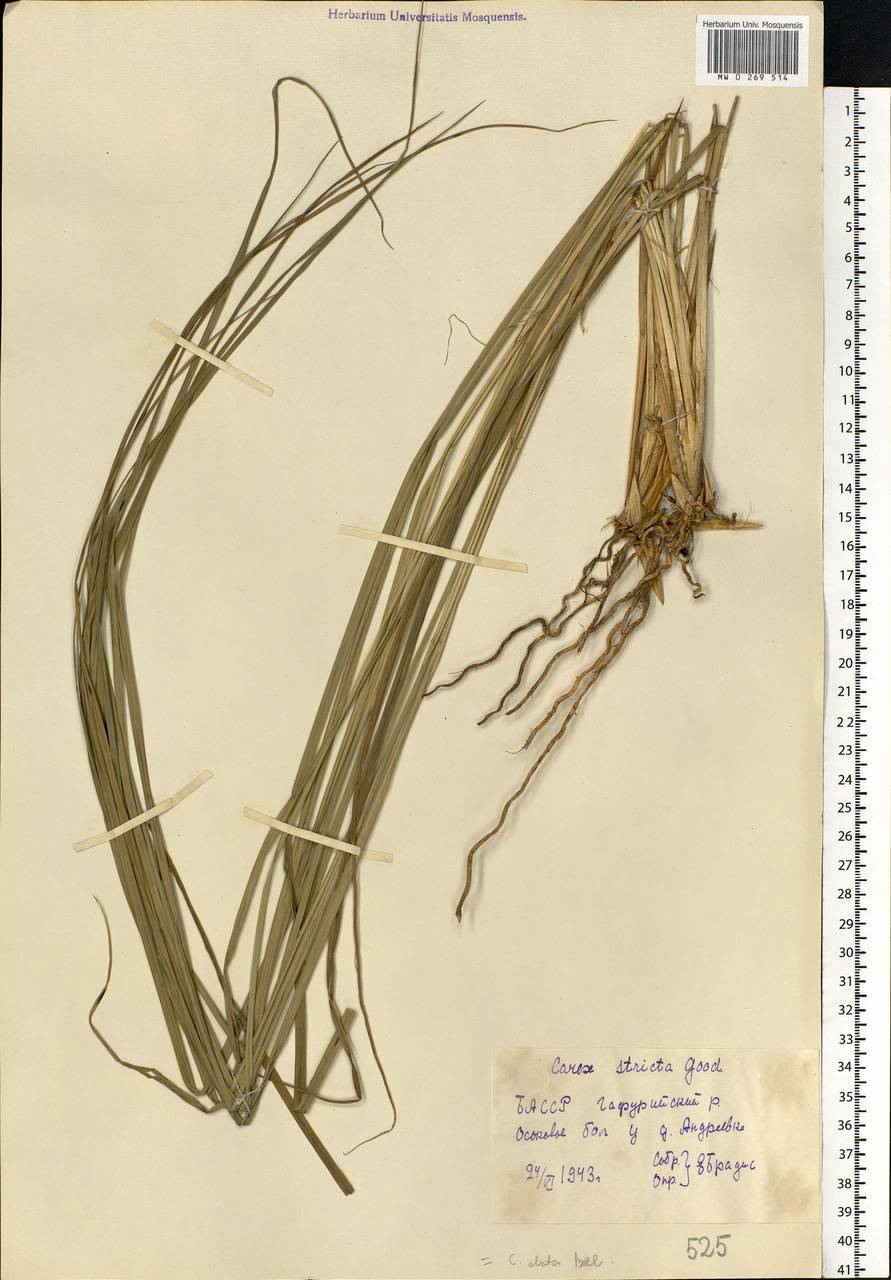 Carex elata All., Eastern Europe, Eastern region (E10) (Russia)