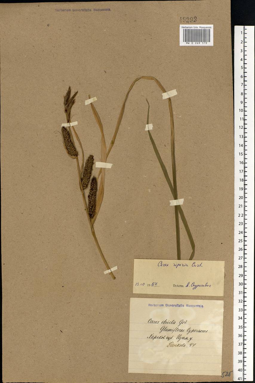 Carex elata All., Eastern Europe, North Ukrainian region (E11) (Ukraine)