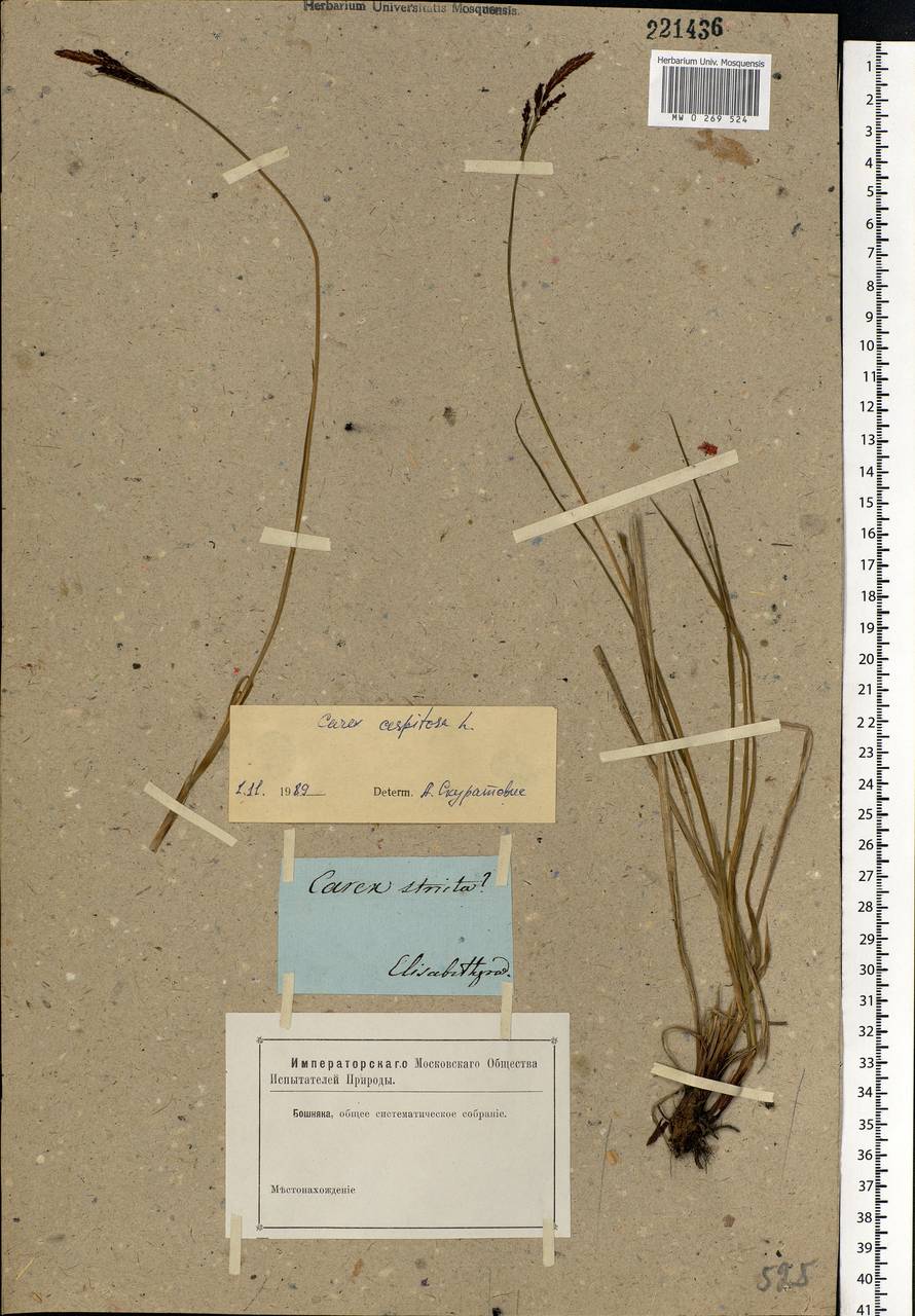 Carex elata All., Eastern Europe, South Ukrainian region (E12) (Ukraine)