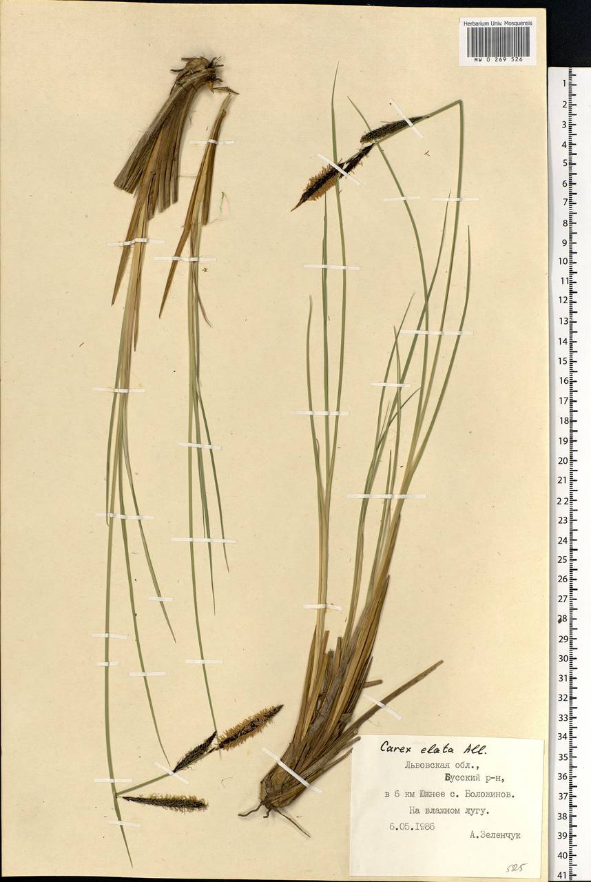Carex elata All., Eastern Europe, West Ukrainian region (E13) (Ukraine)