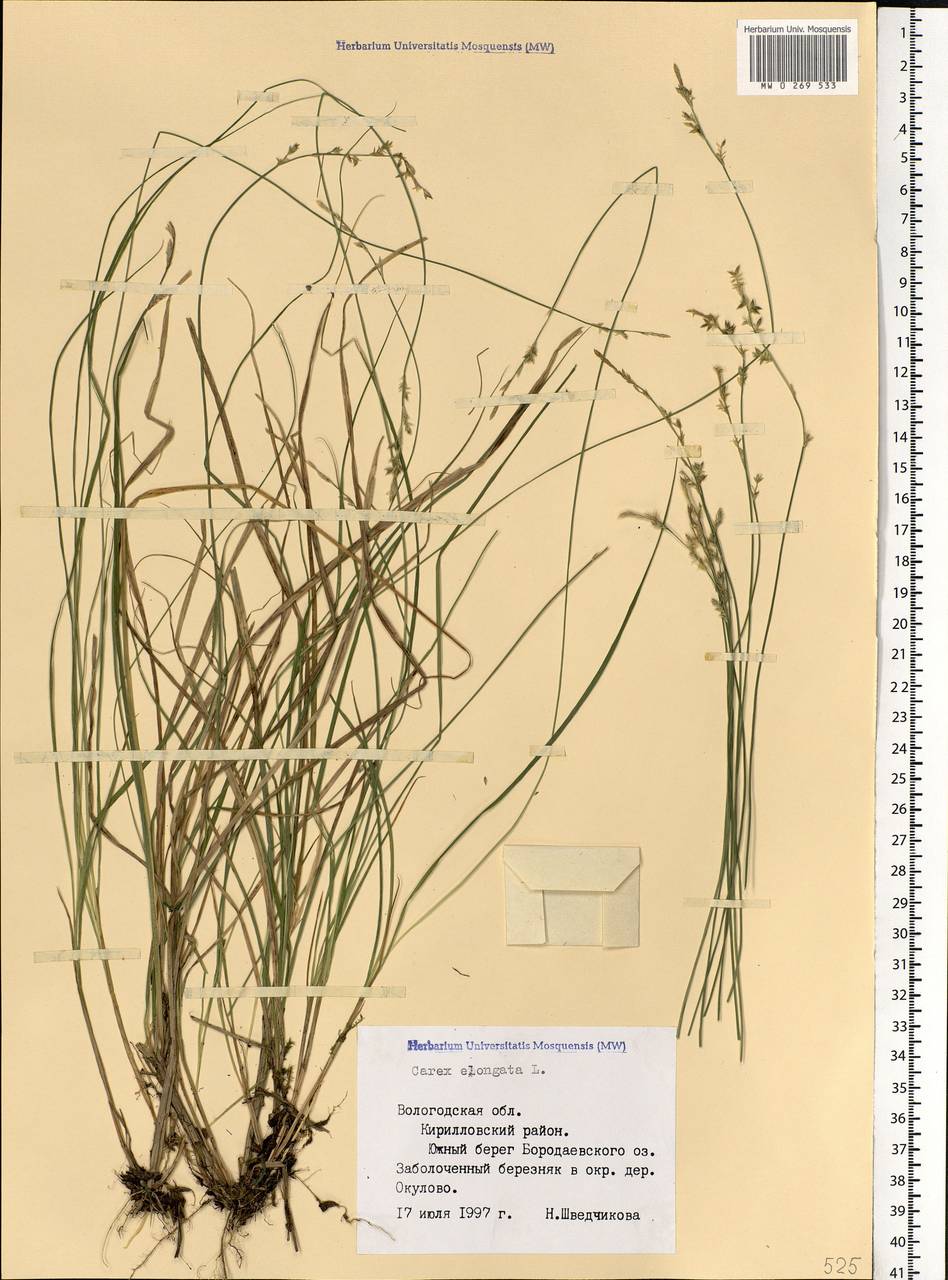Carex elongata L., Eastern Europe, Northern region (E1) (Russia)