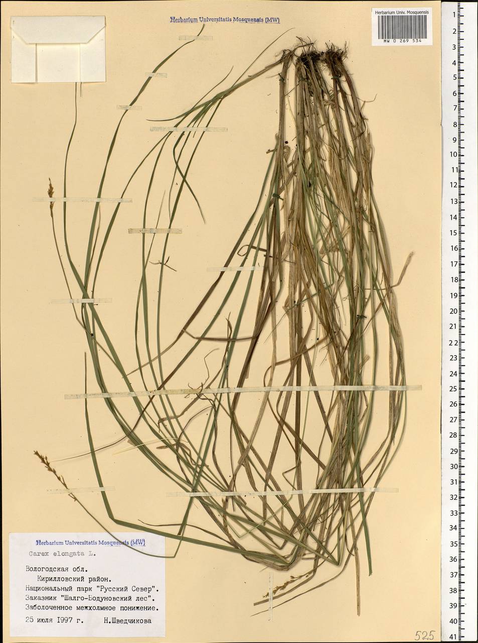 Carex elongata L., Eastern Europe, Northern region (E1) (Russia)