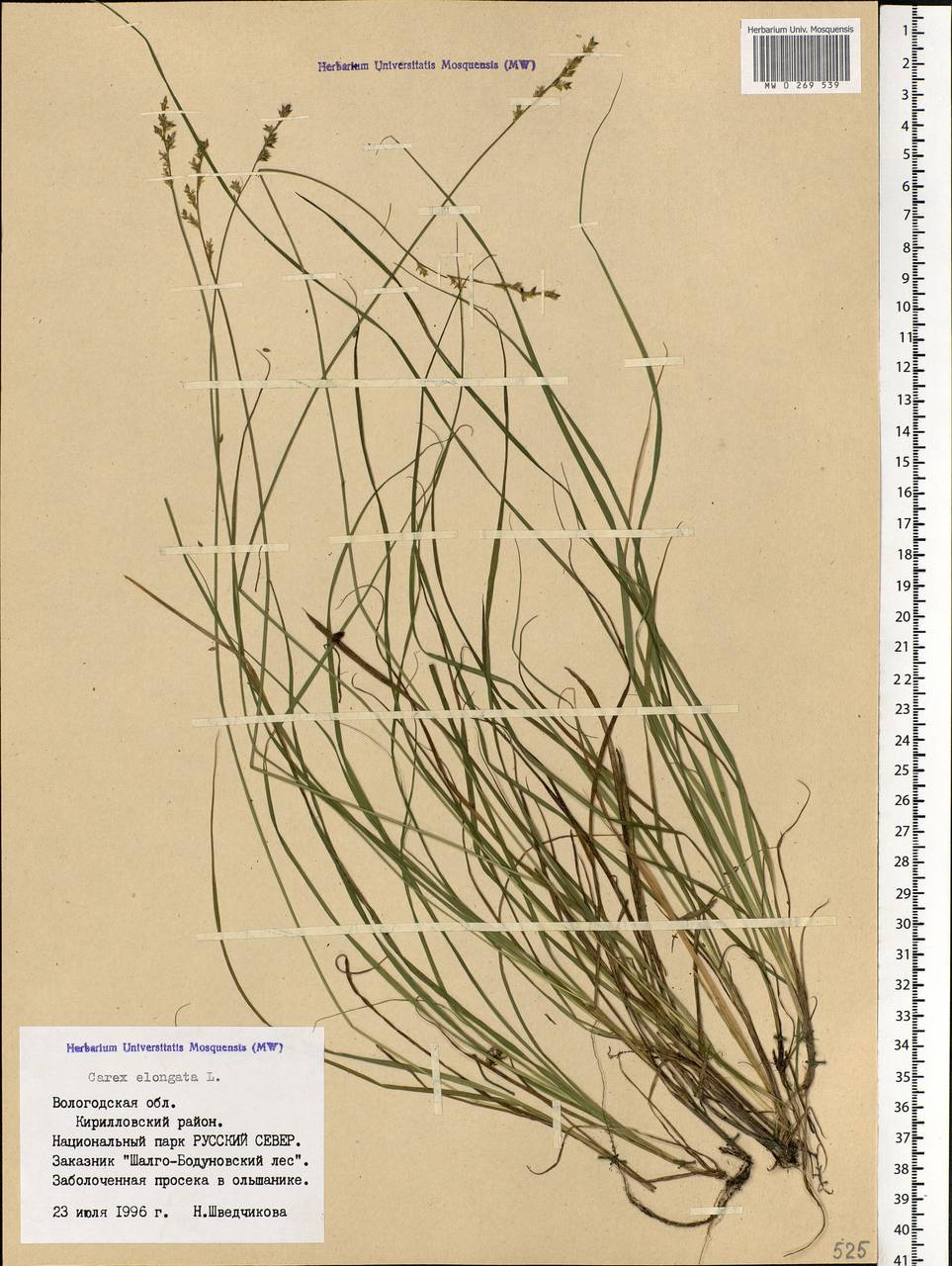 Carex elongata L., Eastern Europe, Northern region (E1) (Russia)