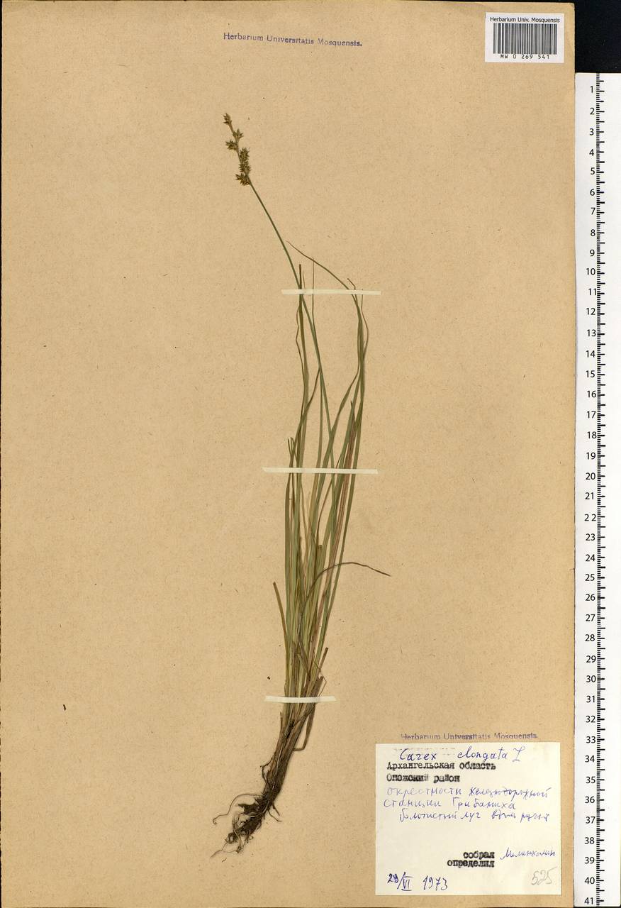 Carex elongata L., Eastern Europe, Northern region (E1) (Russia)