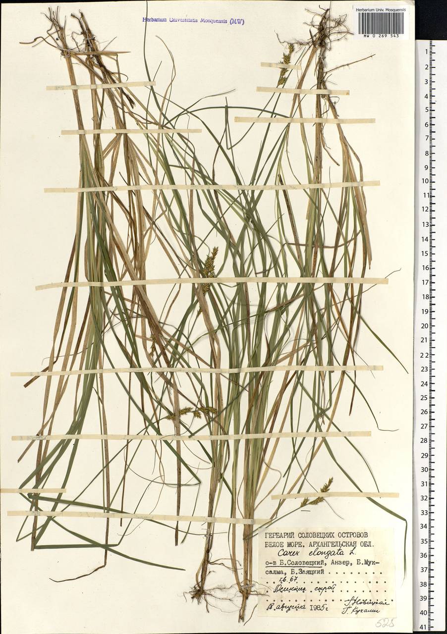 Carex elongata L., Eastern Europe, Northern region (E1) (Russia)