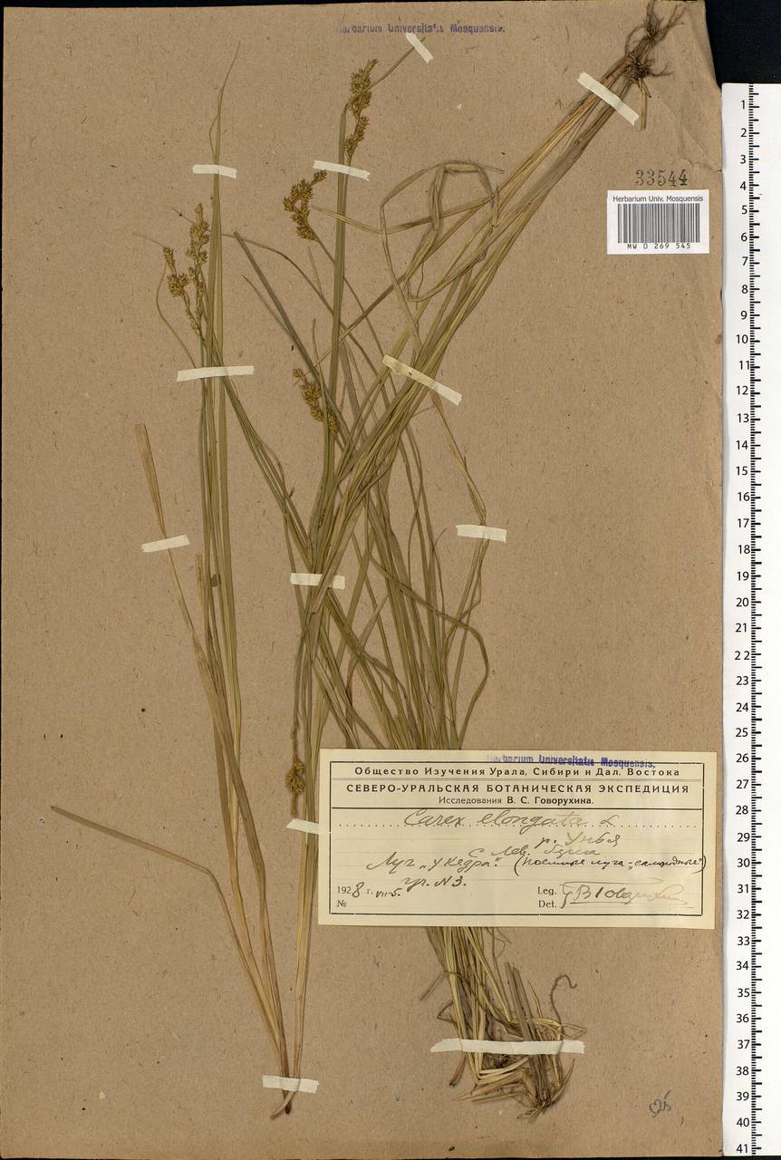 Carex elongata L., Eastern Europe, Northern region (E1) (Russia)