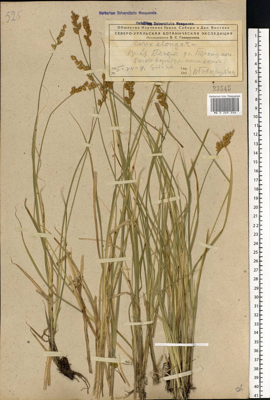 Carex elongata L., Eastern Europe, Northern region (E1) (Russia)