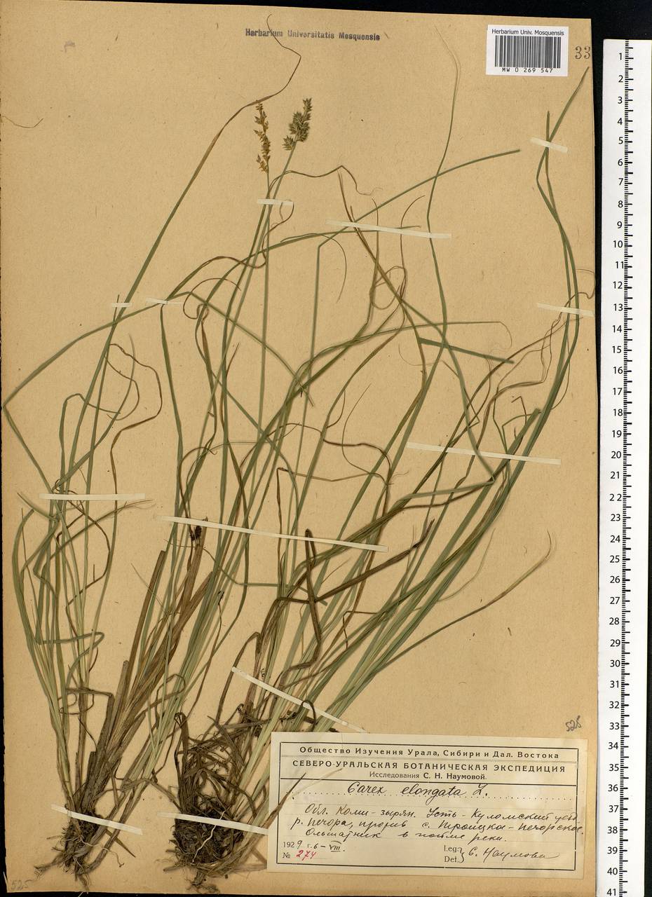 Carex elongata L., Eastern Europe, Northern region (E1) (Russia)