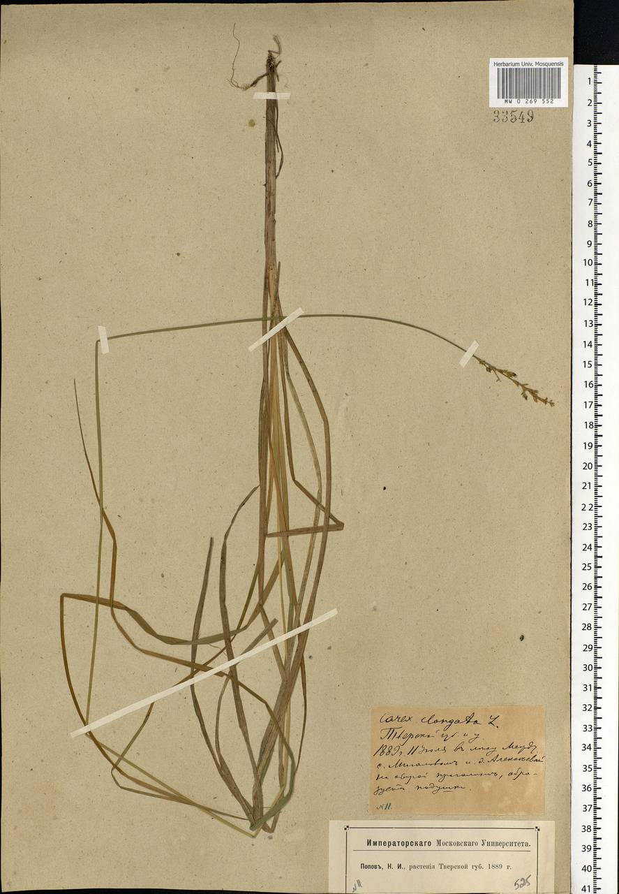 Carex elongata L., Eastern Europe, North-Western region (E2) (Russia)