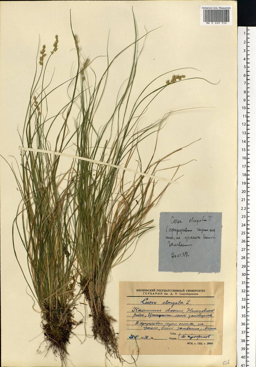 Carex elongata L., Eastern Europe, North-Western region (E2) (Russia)