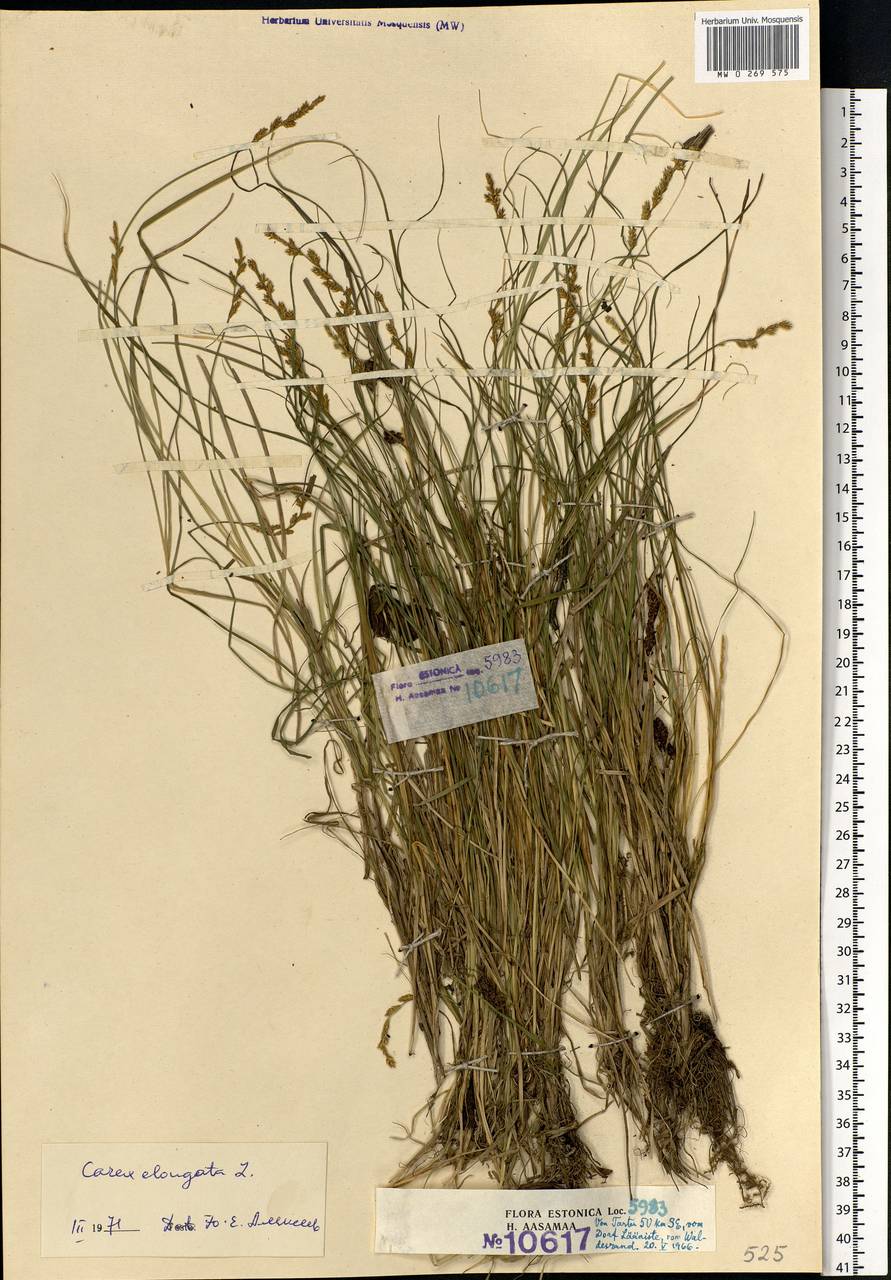 Carex elongata L., Eastern Europe, Estonia (E2c) (Estonia)