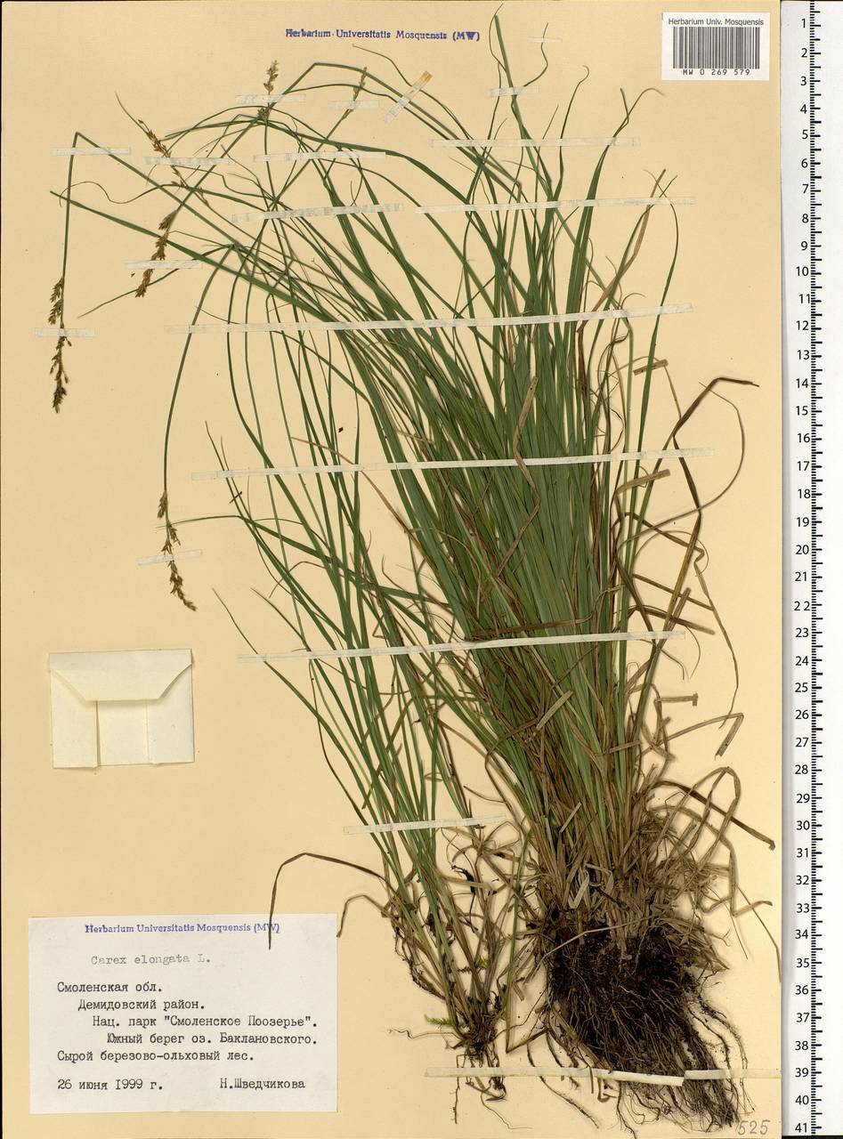 Carex elongata L., Eastern Europe, Western region (E3) (Russia)