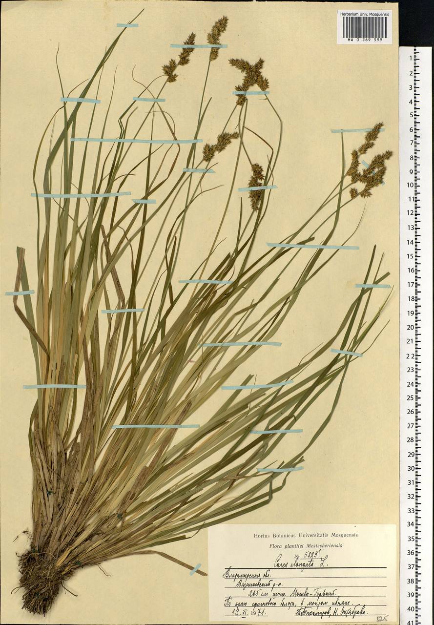 Carex elongata L., Eastern Europe, Central region (E4) (Russia)