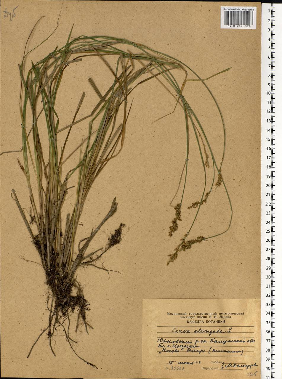 Carex elongata L., Eastern Europe, Central region (E4) (Russia)