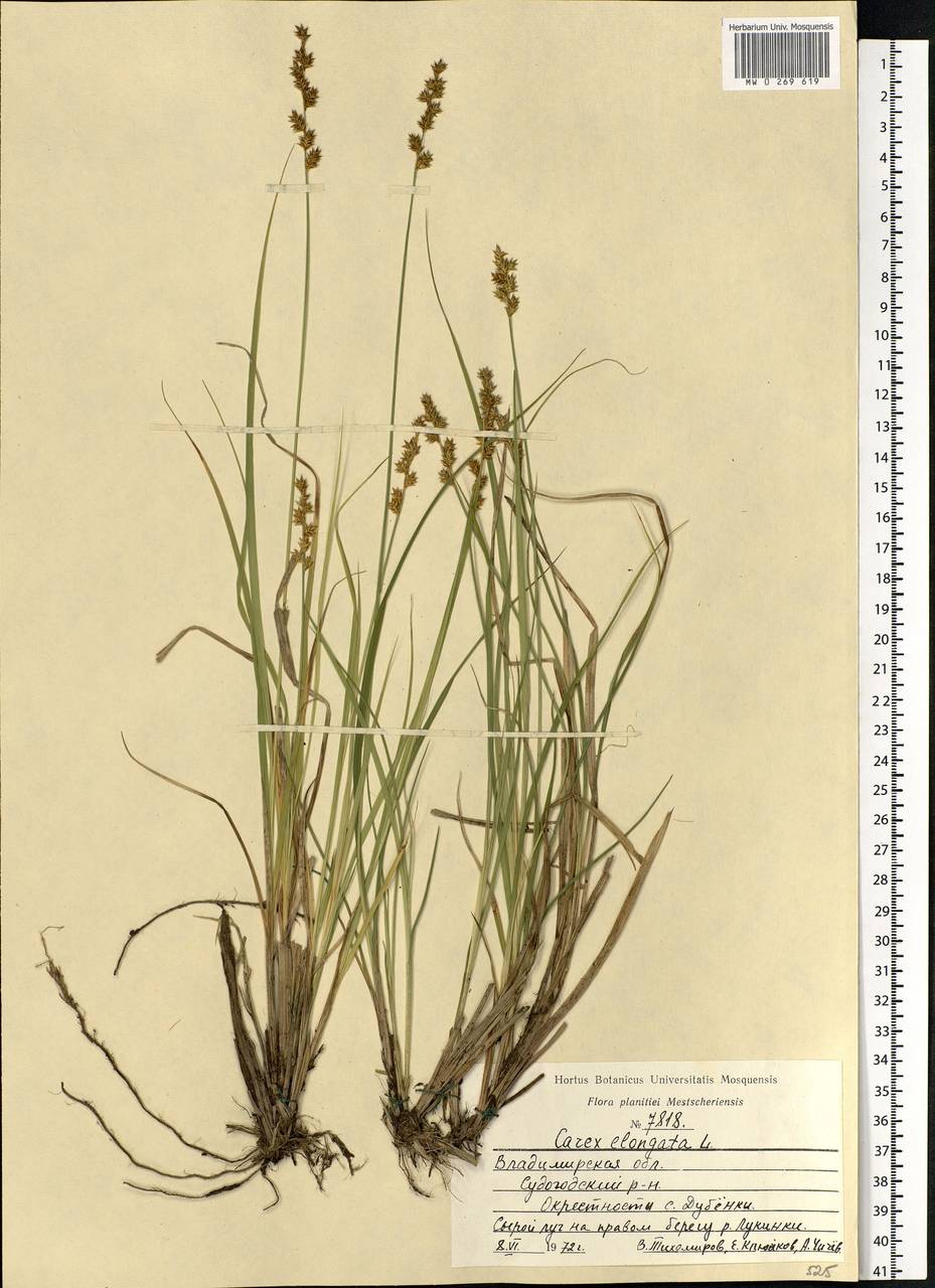 Carex elongata L., Eastern Europe, Central region (E4) (Russia)