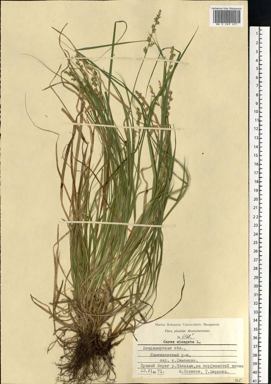 Carex elongata L., Eastern Europe, Central region (E4) (Russia)