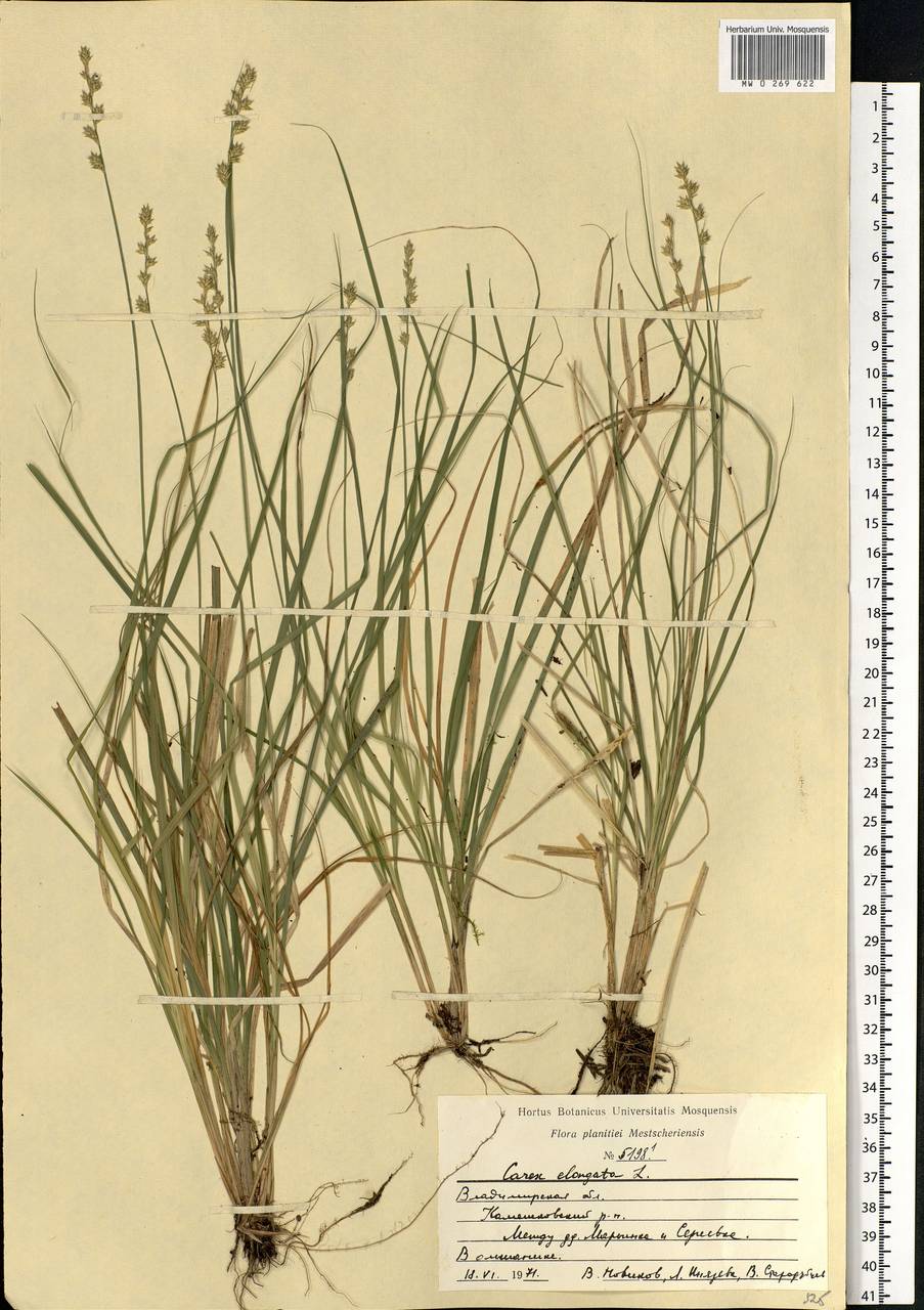 Carex elongata L., Eastern Europe, Central region (E4) (Russia)