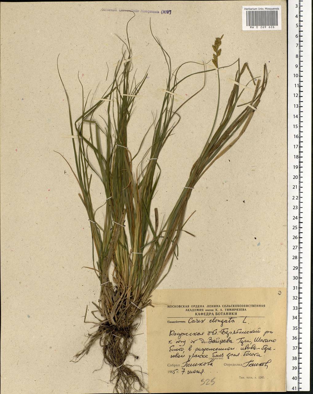 Carex elongata L., Eastern Europe, Central region (E4) (Russia)