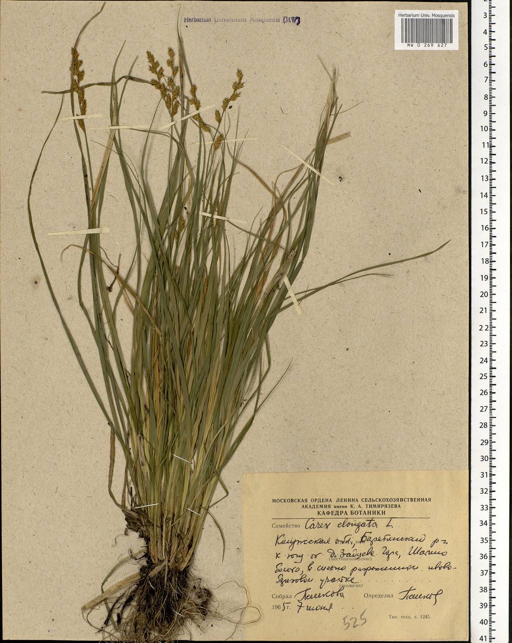 Carex elongata L., Eastern Europe, Central region (E4) (Russia)