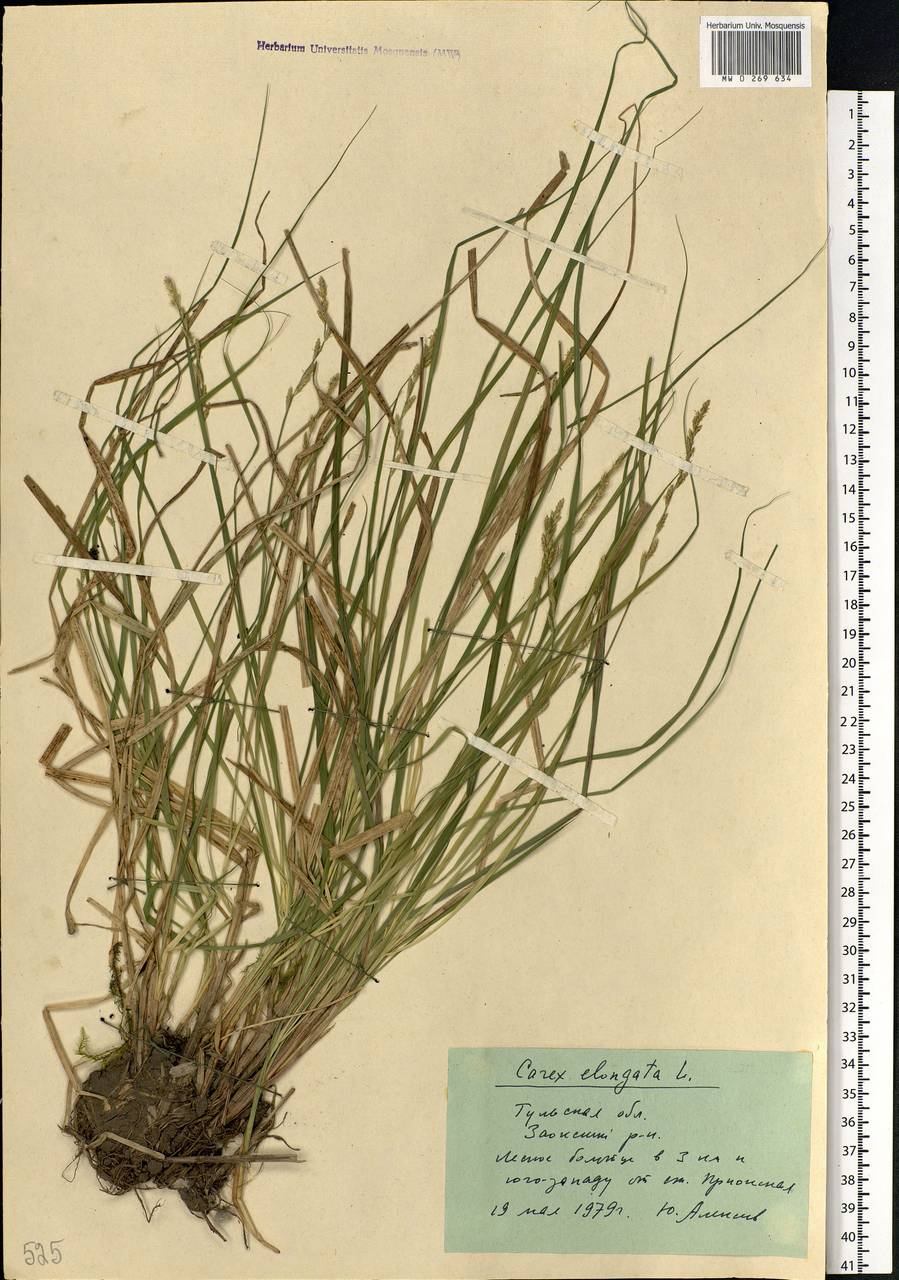 Carex elongata L., Eastern Europe, Central region (E4) (Russia)