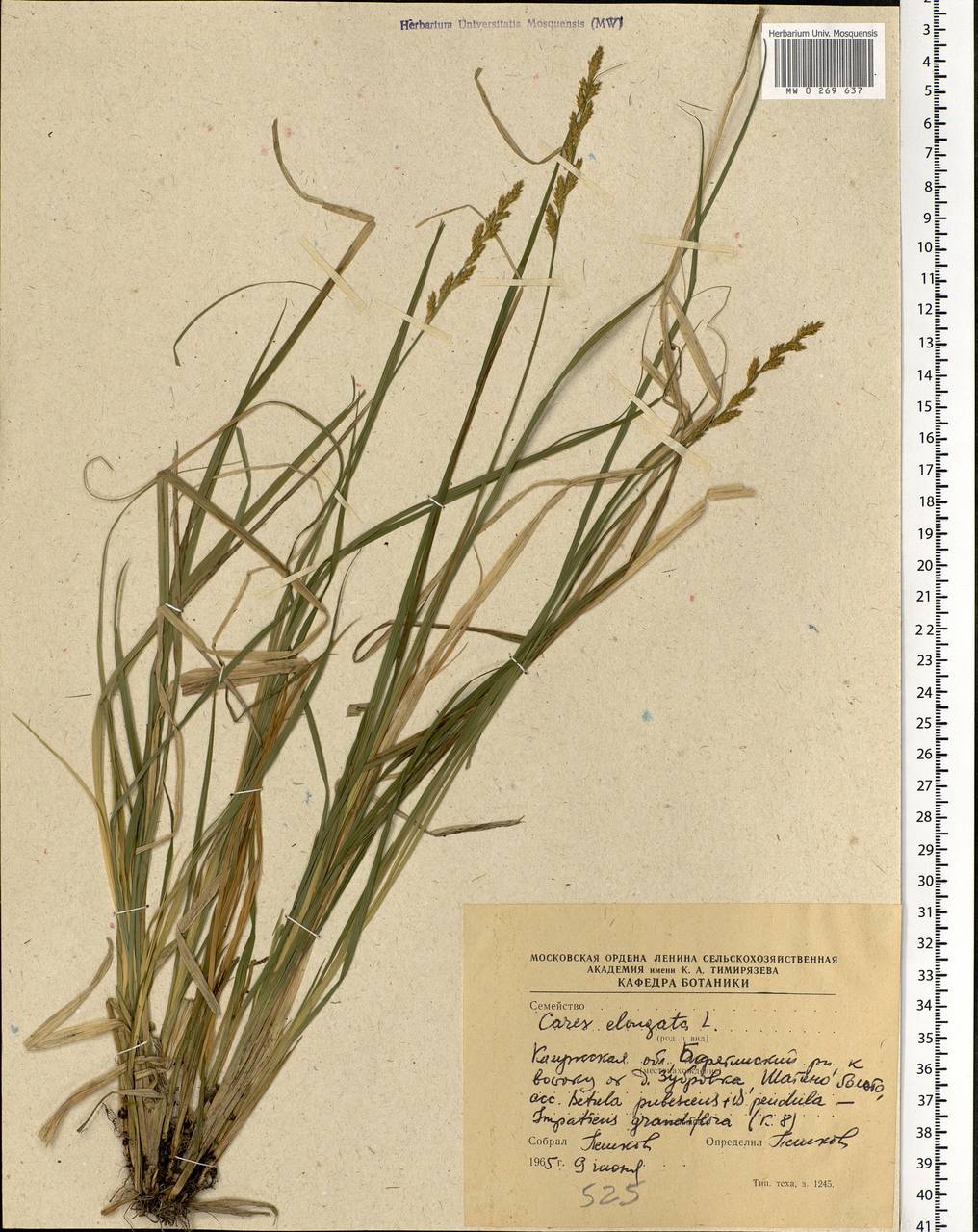 Carex elongata L., Eastern Europe, Central region (E4) (Russia)