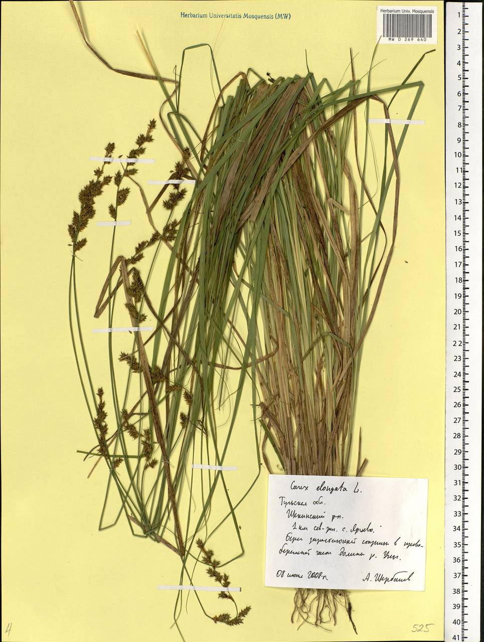 Carex elongata L., Eastern Europe, Central region (E4) (Russia)