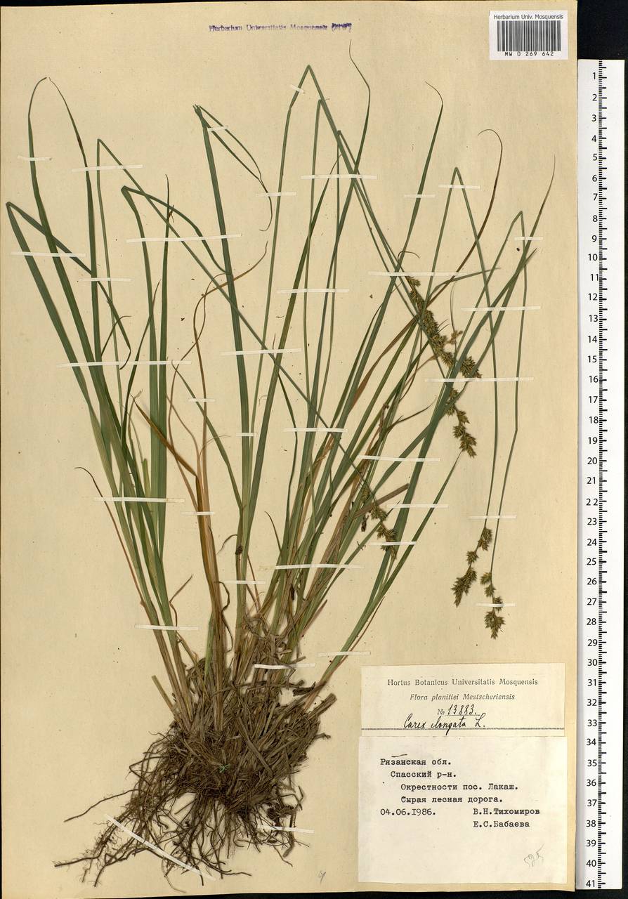Carex elongata L., Eastern Europe, Central region (E4) (Russia)