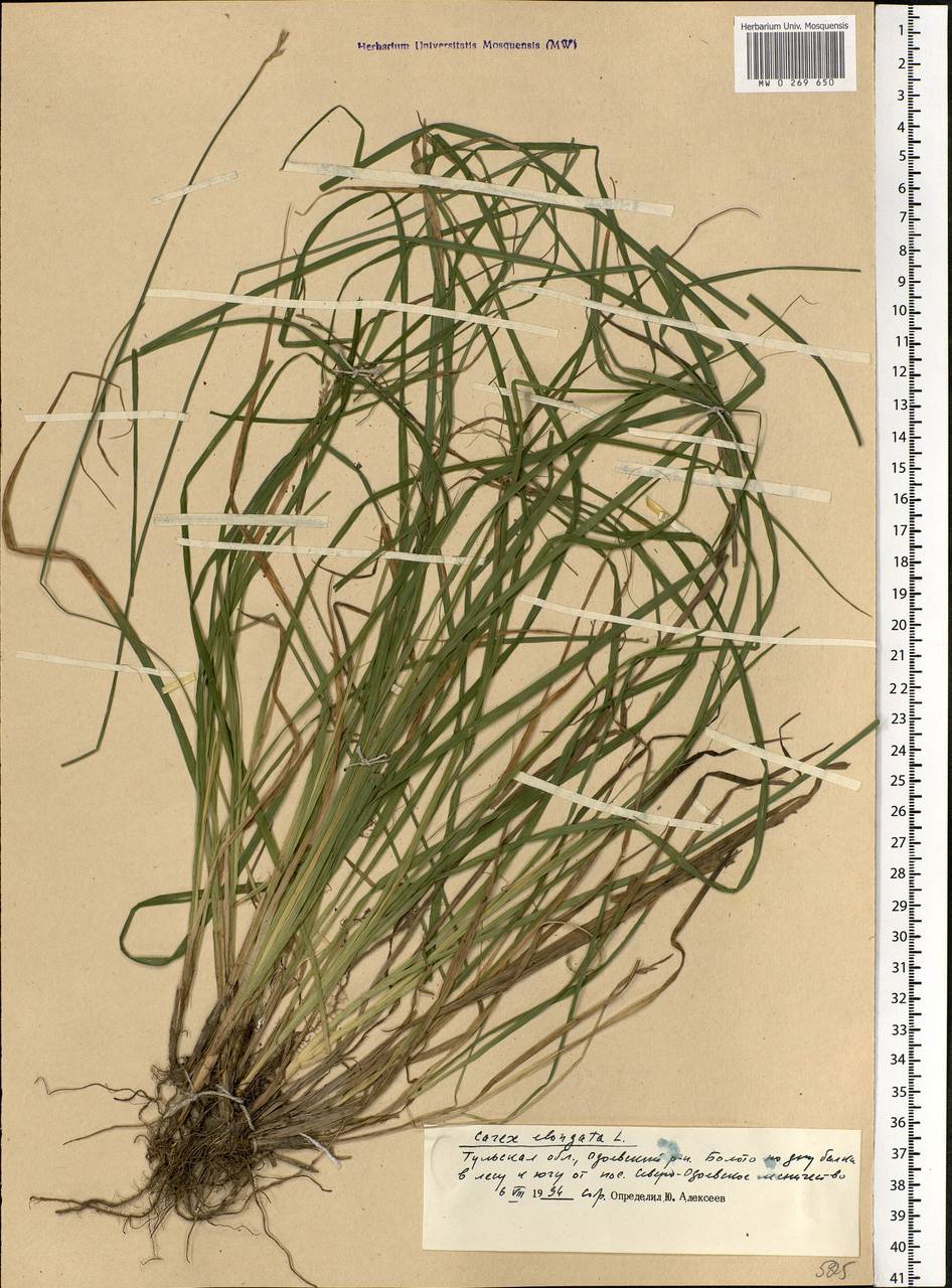 Carex elongata L., Eastern Europe, Central region (E4) (Russia)