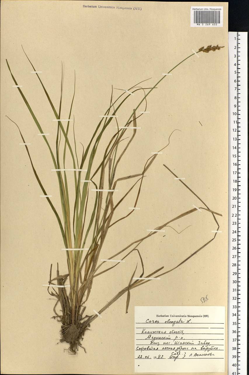 Carex elongata L., Eastern Europe, Central region (E4) (Russia)