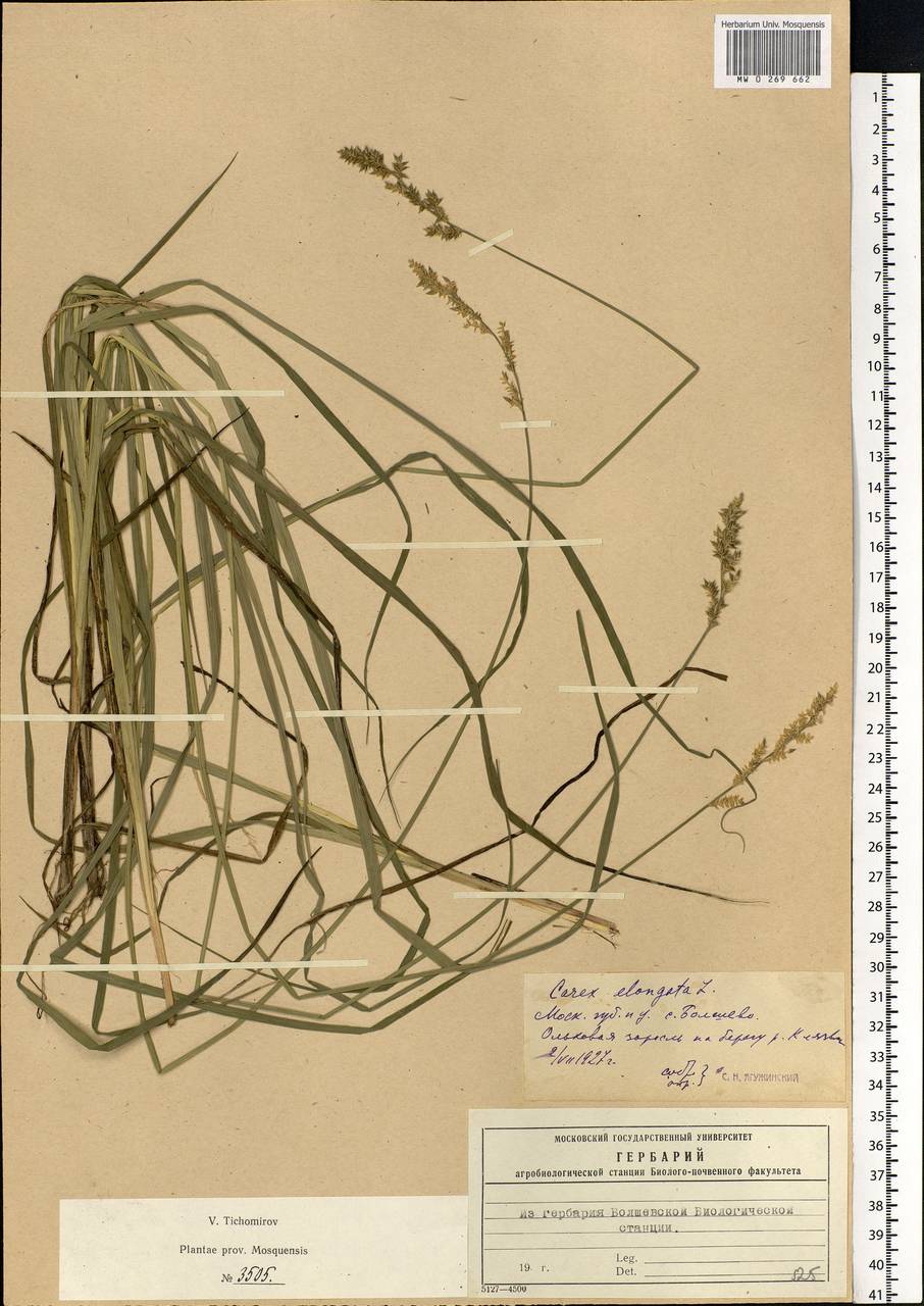 Carex elongata L., Eastern Europe, Moscow region (E4a) (Russia)