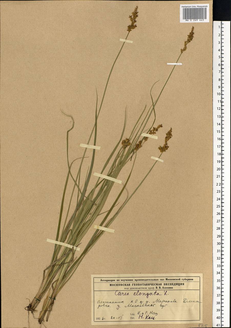 Carex elongata L., Eastern Europe, Moscow region (E4a) (Russia)