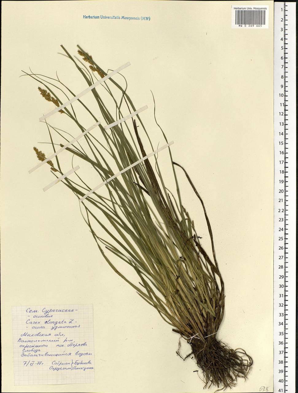 Carex elongata L., Eastern Europe, Moscow region (E4a) (Russia)