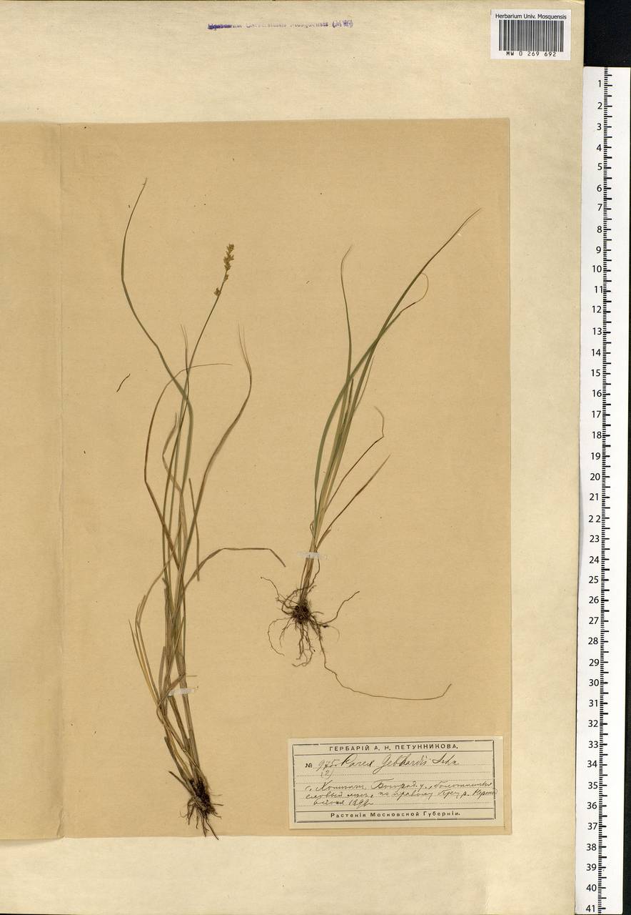 Carex elongata L., Eastern Europe, Moscow region (E4a) (Russia)
