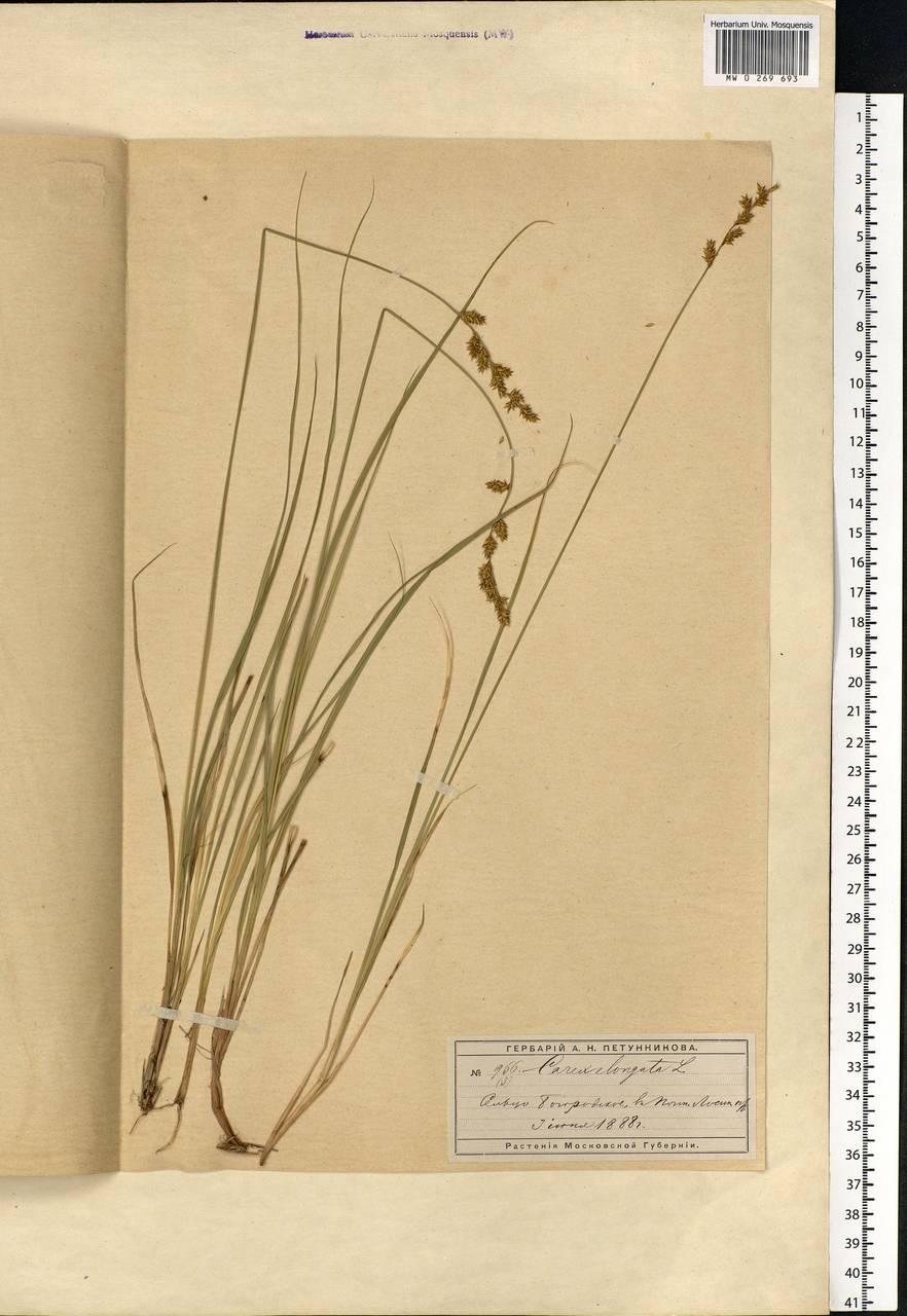 Carex elongata L., Eastern Europe, Moscow region (E4a) (Russia)