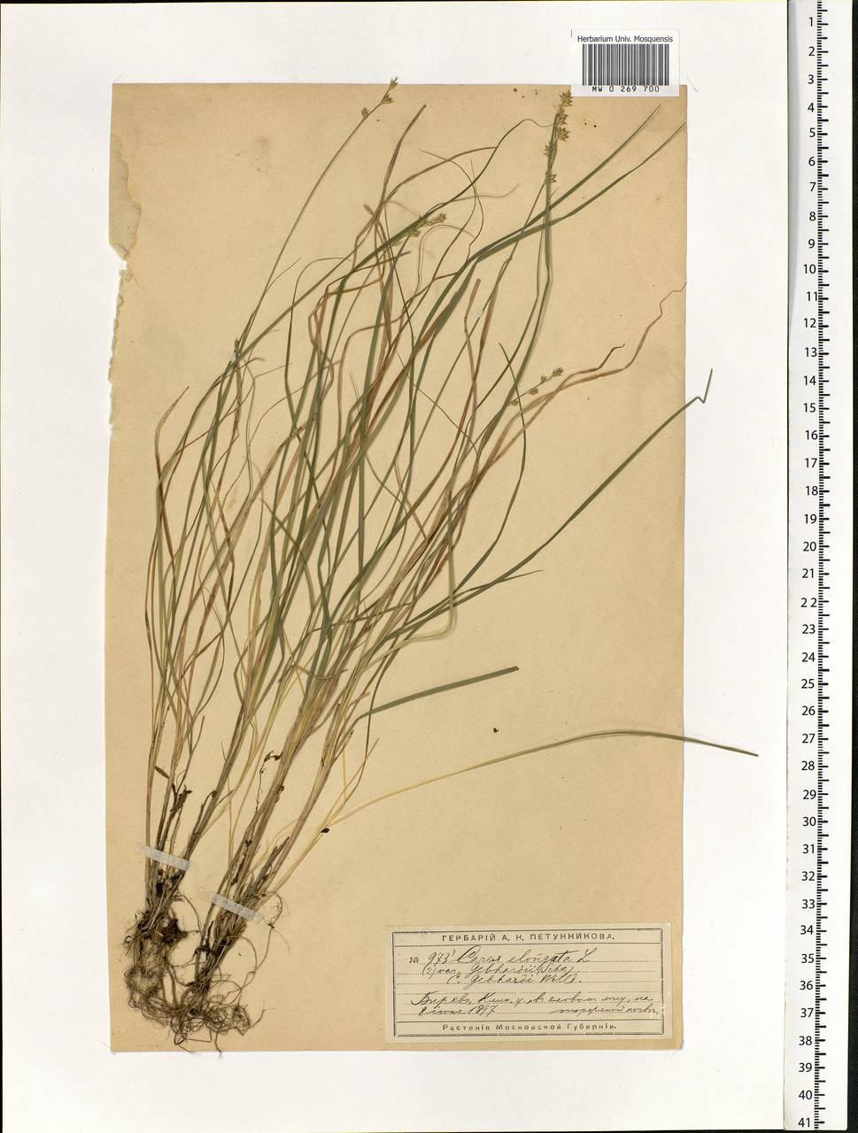 Carex elongata L., Eastern Europe, Moscow region (E4a) (Russia)