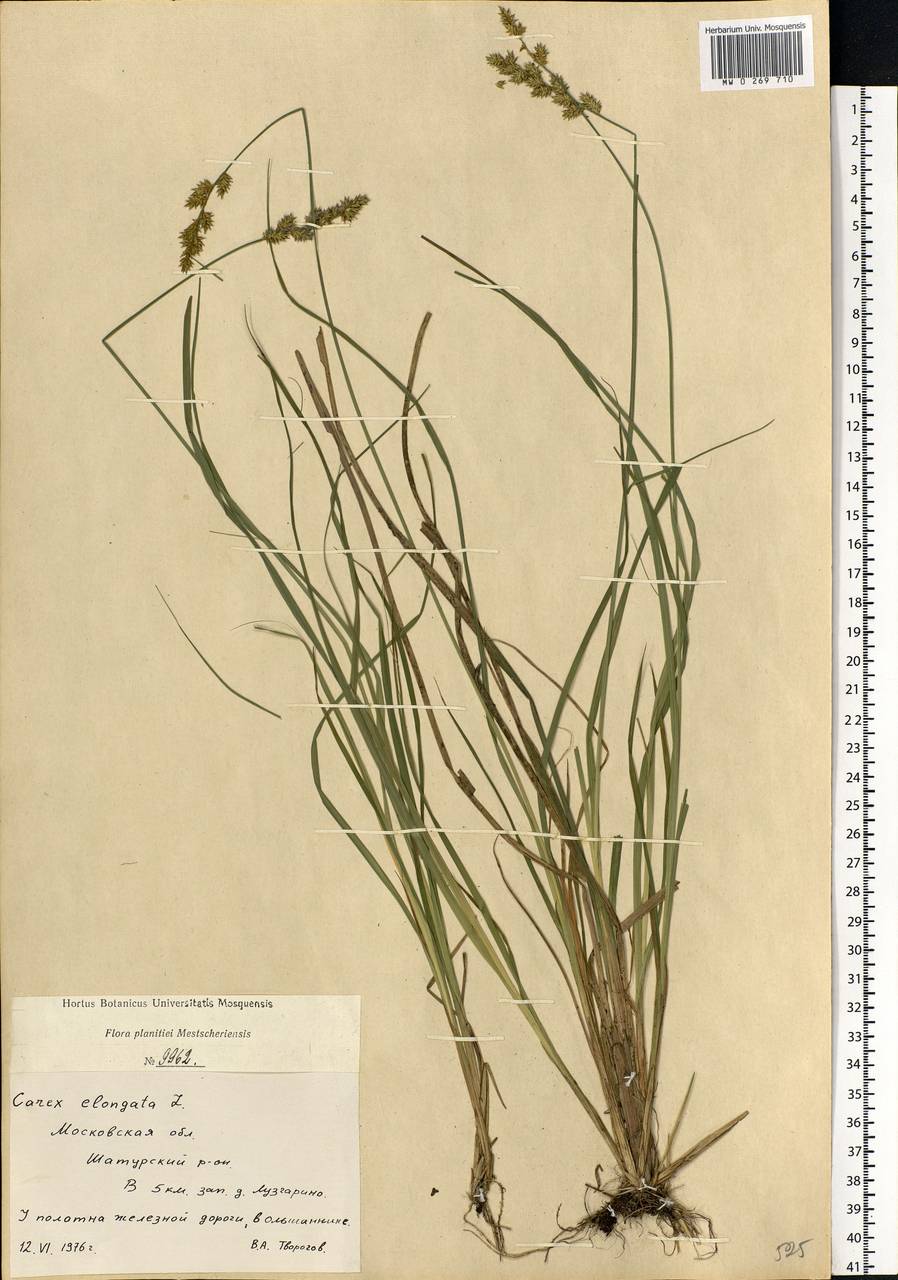 Carex elongata L., Eastern Europe, Moscow region (E4a) (Russia)
