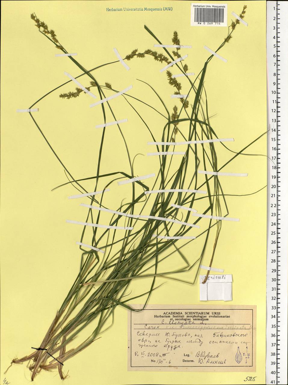 Carex elongata L., Eastern Europe, Moscow region (E4a) (Russia)