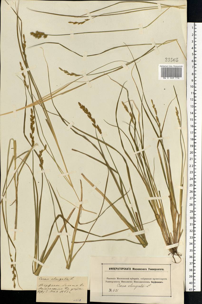 Carex elongata L., Eastern Europe, Moscow region (E4a) (Russia)