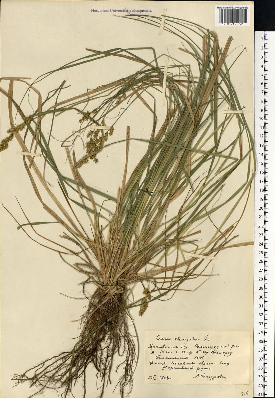 Carex elongata L., Eastern Europe, Moscow region (E4a) (Russia)