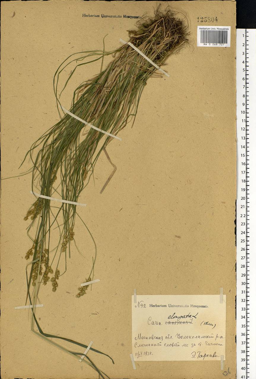 Carex elongata L., Eastern Europe, Moscow region (E4a) (Russia)