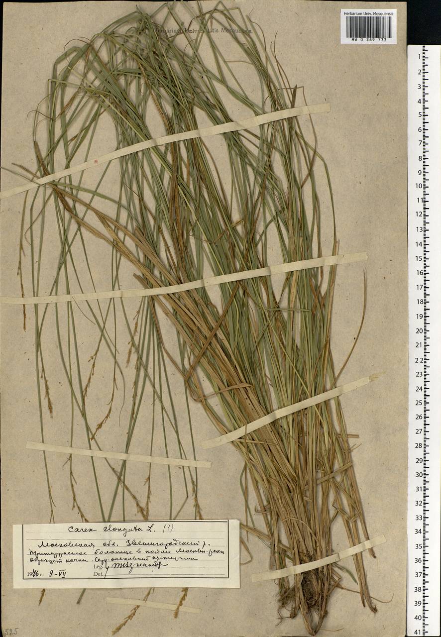 Carex elongata L., Eastern Europe, Moscow region (E4a) (Russia)