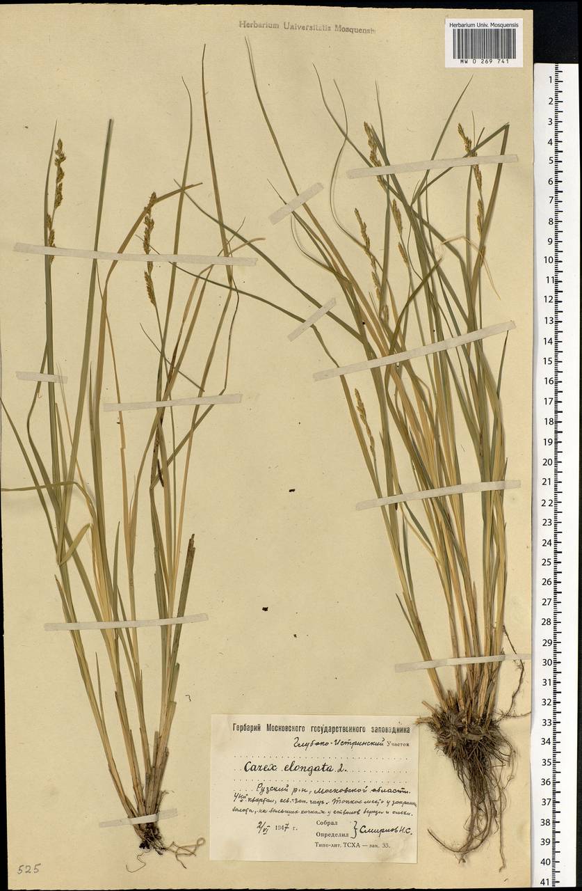 Carex elongata L., Eastern Europe, Moscow region (E4a) (Russia)