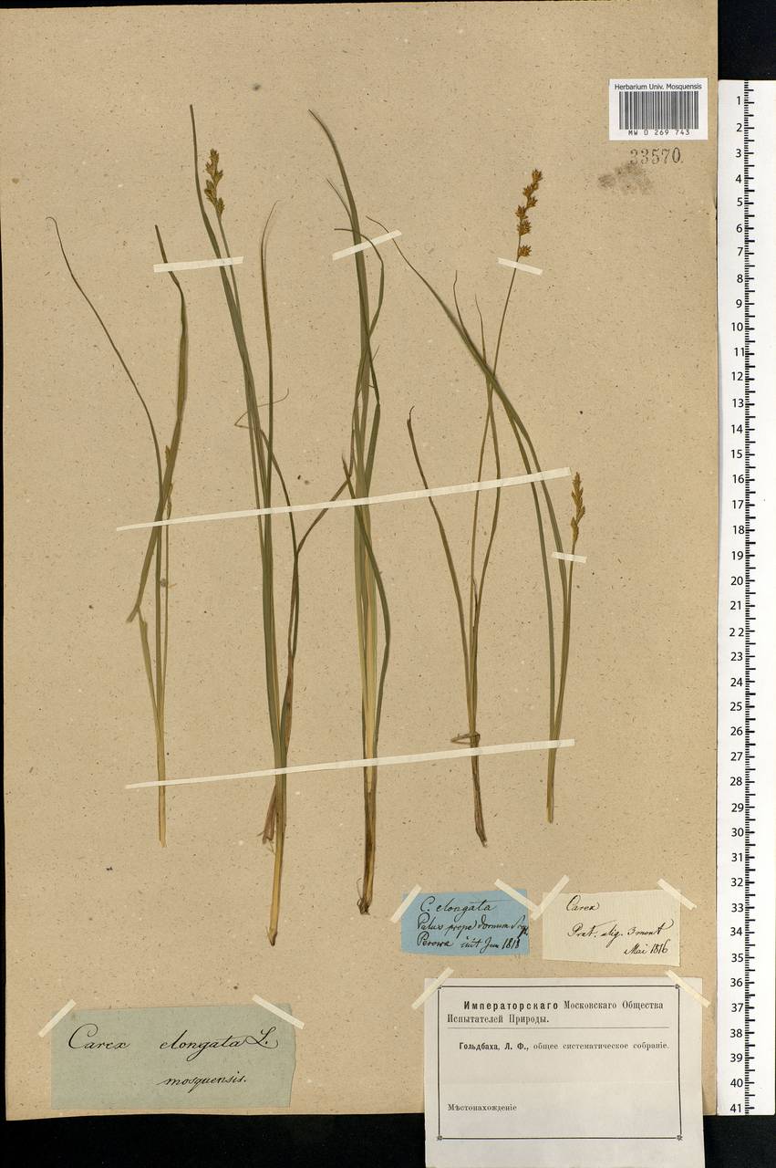 Carex elongata L., Eastern Europe, Moscow region (E4a) (Russia)