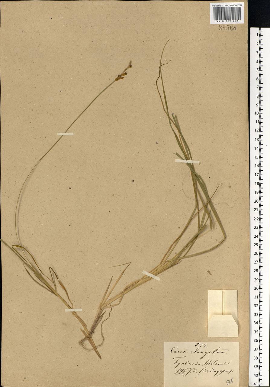 Carex elongata L., Eastern Europe, Moscow region (E4a) (Russia)