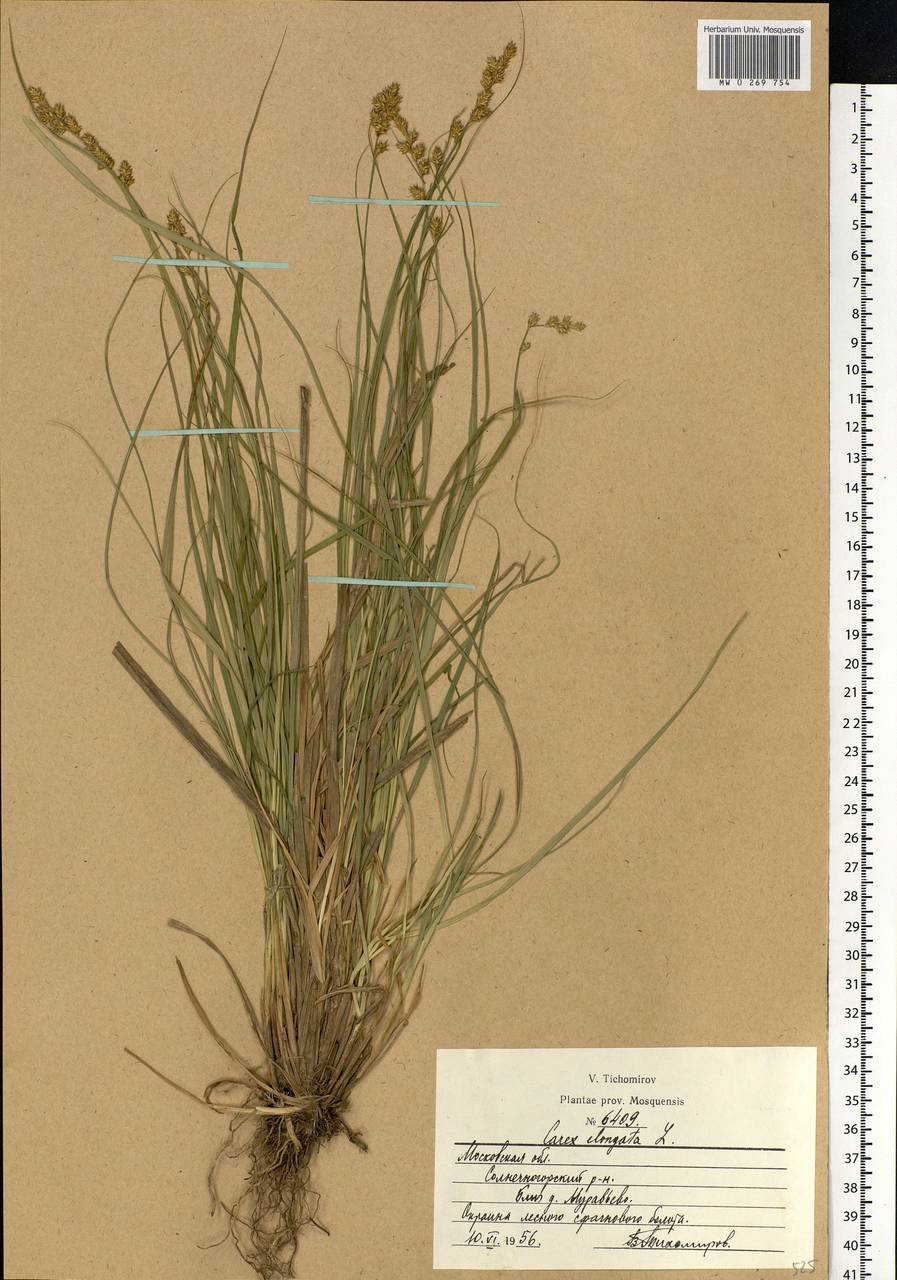 Carex elongata L., Eastern Europe, Moscow region (E4a) (Russia)