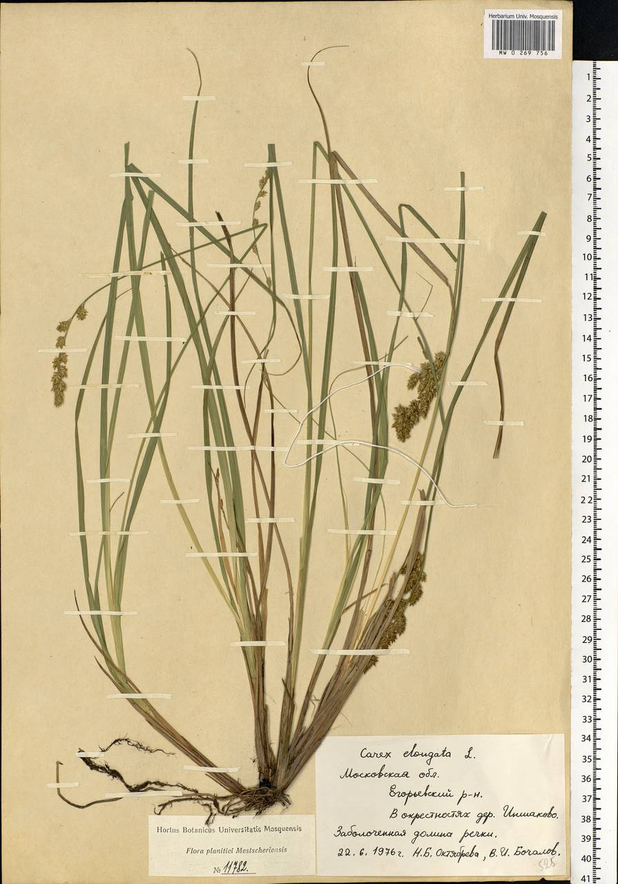 Carex elongata L., Eastern Europe, Moscow region (E4a) (Russia)