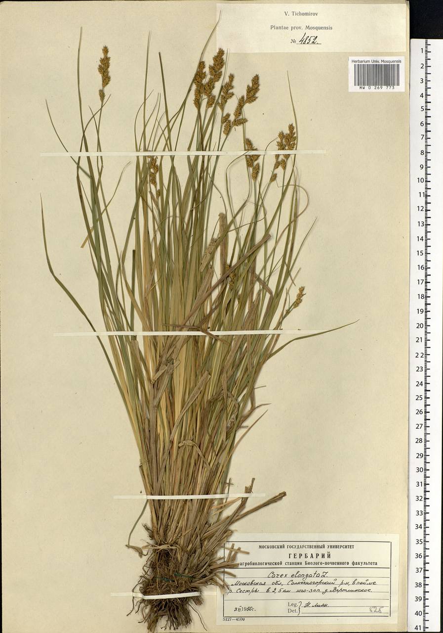 Carex elongata L., Eastern Europe, Moscow region (E4a) (Russia)