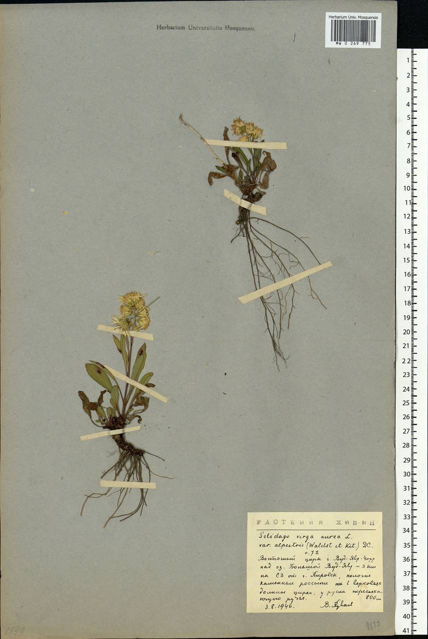 Solidago virgaurea subsp. lapponica (With.) Tzvelev, Eastern Europe, Northern region (E1) (Russia)