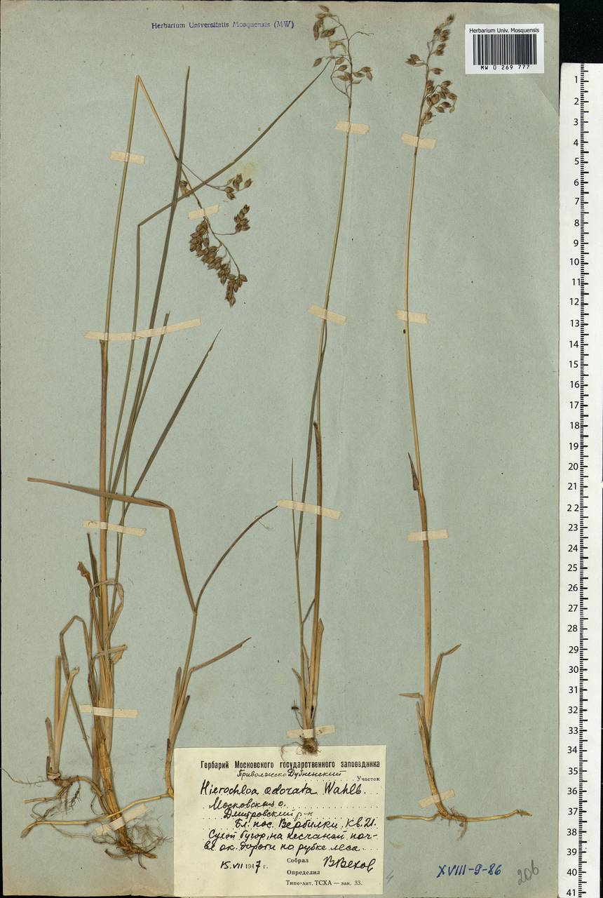 Anthoxanthum nitens (Weber) Y.Schouten & Veldkamp, Eastern Europe, Moscow region (E4a) (Russia)
