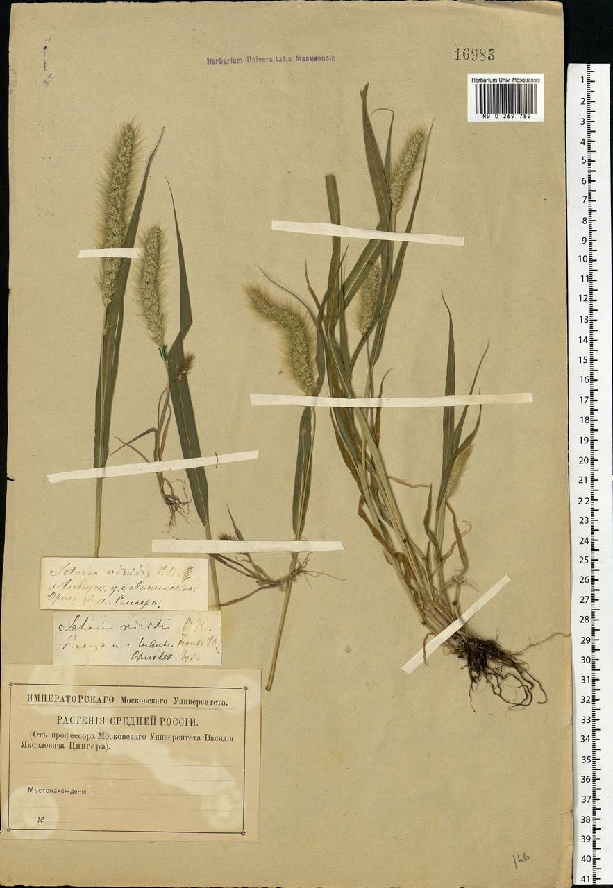 Setaria viridis (L.) P.Beauv., Eastern Europe, Central forest-and-steppe region (E6) (Russia)